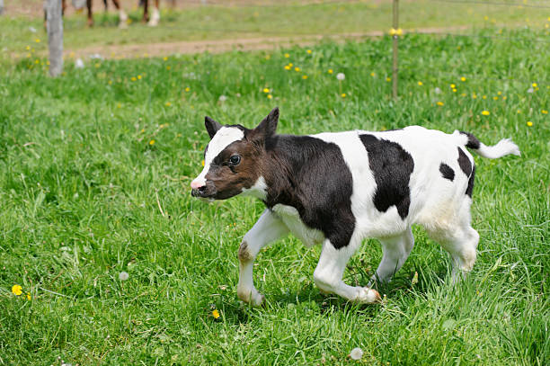 Playful calf in the gaushala.