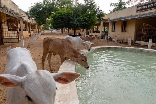 Overview of the gaushala grounds.