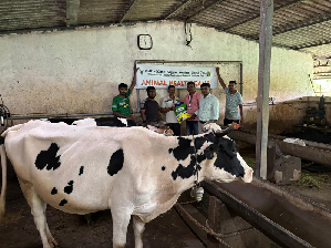 Veterinarian examining a cow.