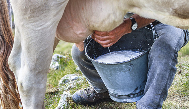 Fresh milk from our healthy cows.