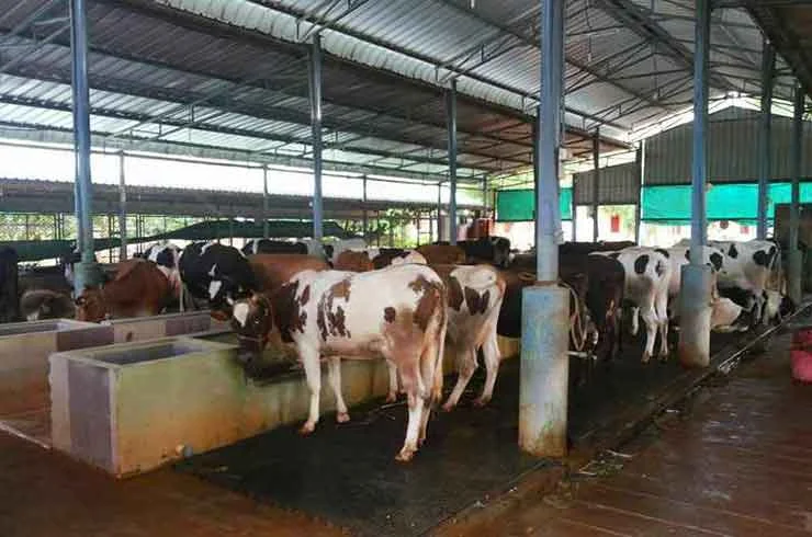 Clean and spacious cow shelter.